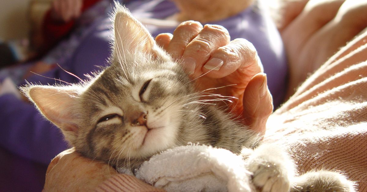 Gray Kitten Receiving Pets