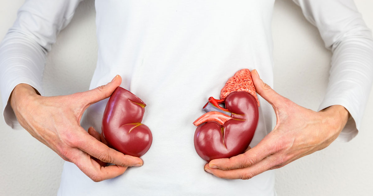 Woman Holding Model Kidneys